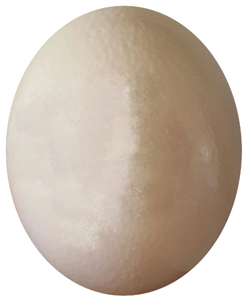 egg
