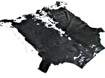 Nguni